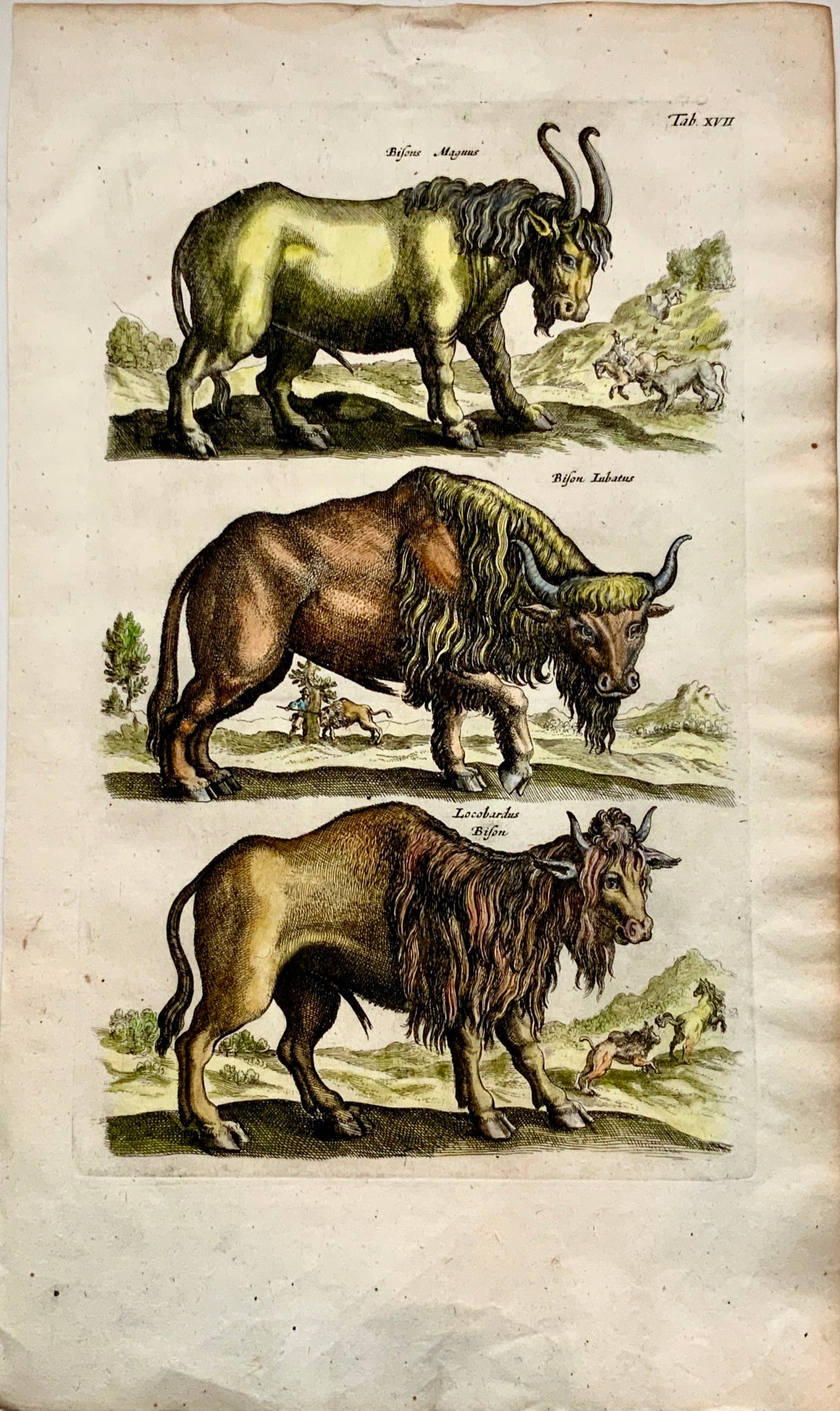 1657 BISON Buffalo - Mammals - Matthias MERIAN Folio Hand coloured Engraving