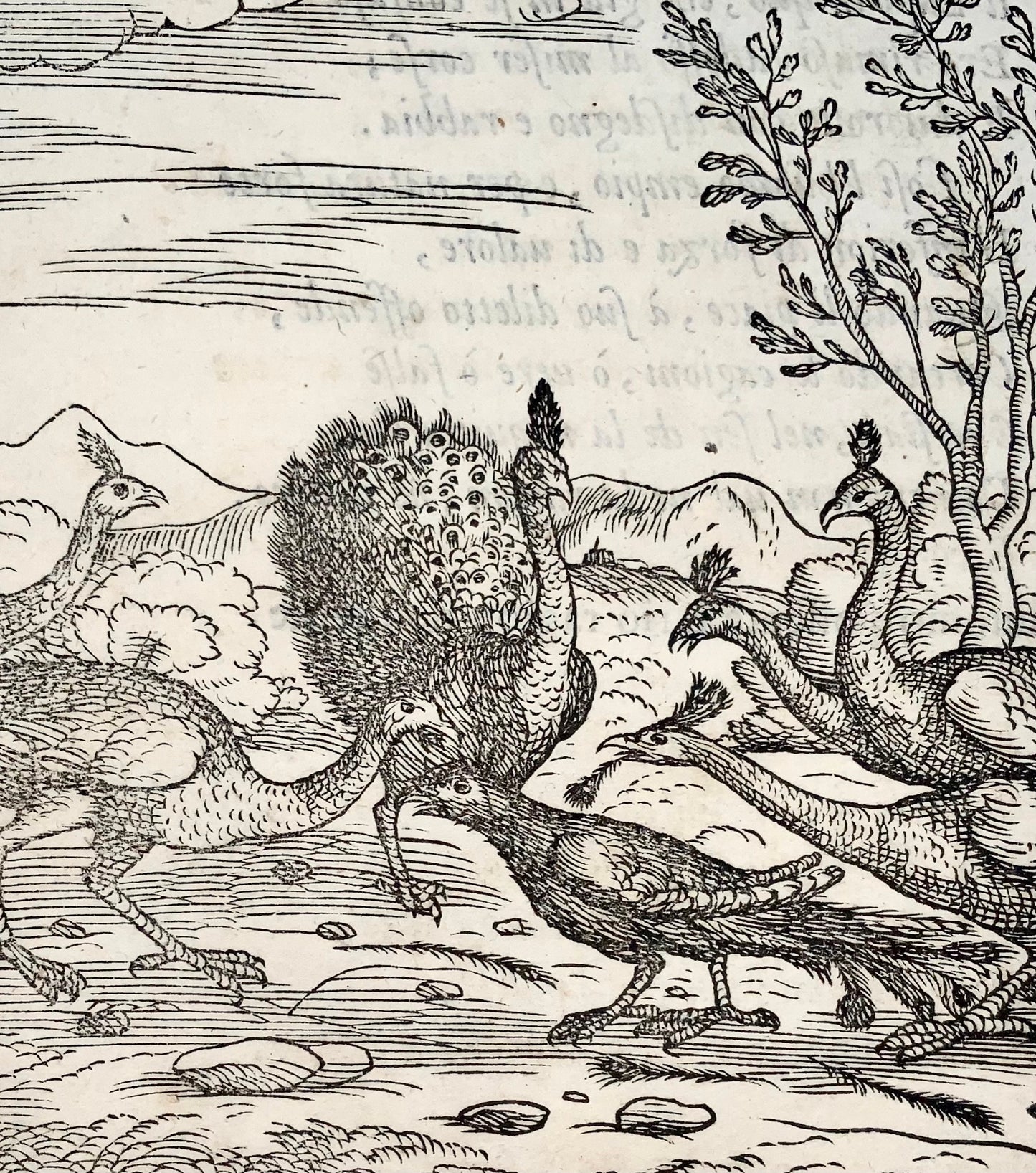 Gio. M. Verdizzotti (1525-1600) ; Les paons et le corbeau - feuille gravée sur bois 1570 - Fables