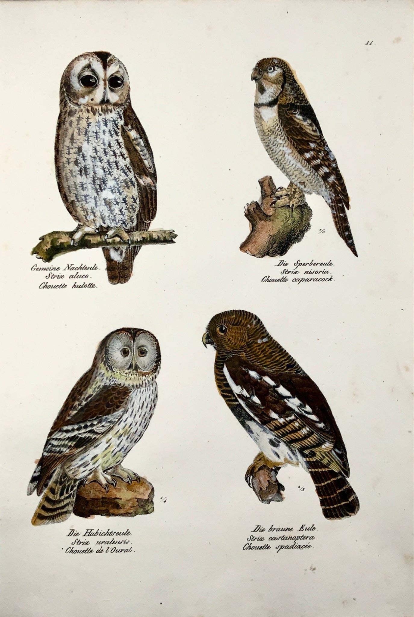 1830 OWLS Ornithology Brodtmann hand coloured FOLIO lithograph