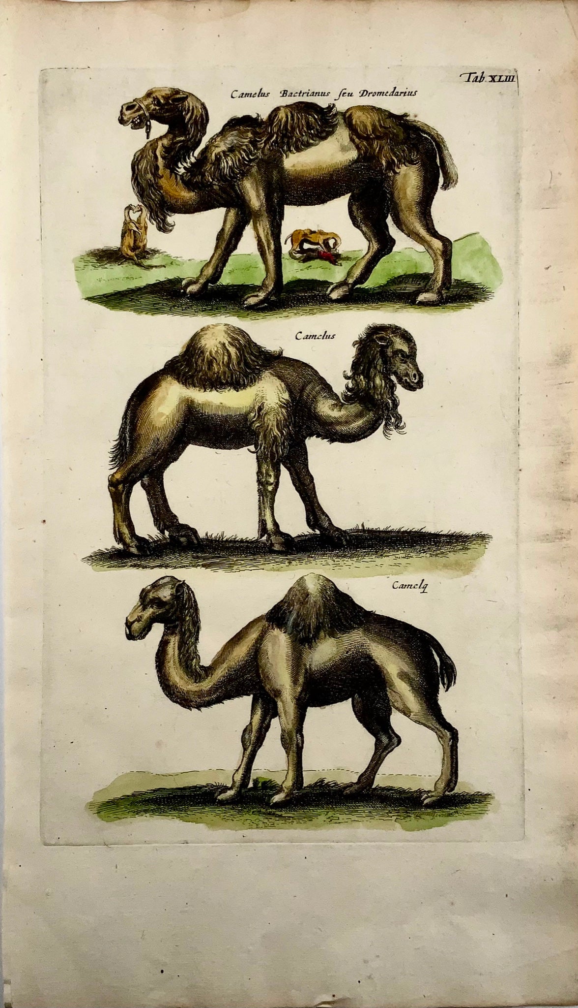 1657 Matthaus Merian, Dromadaires, Folio fin en couleur à la main