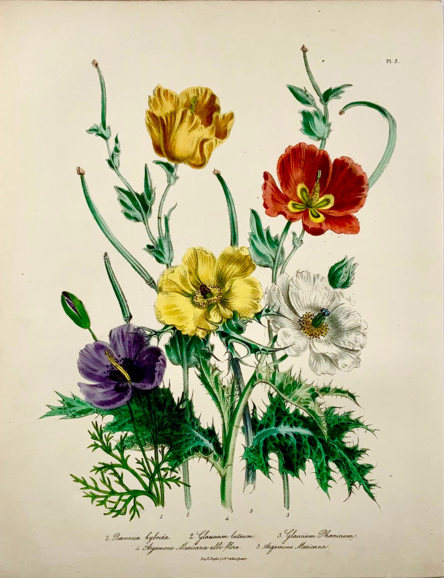 1841 Jane Loudon, Exotic Poppies, hand hand coloured lithograph, bouquet of flowers