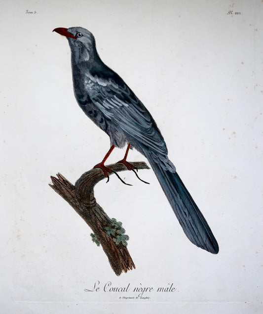 1802 Francois Le Vaillant (1753-1824) - Large folio - Black faced COUCAL - Ornithology