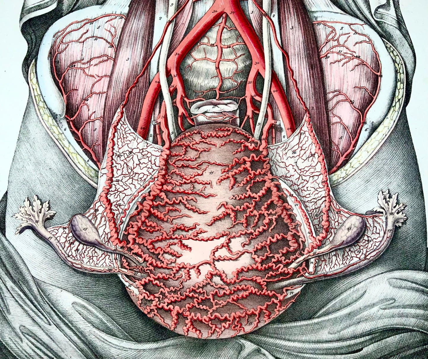 1827 Coffre, organes, Bierkowski, Holbein, folio impérial 20", couleur main, anatomie