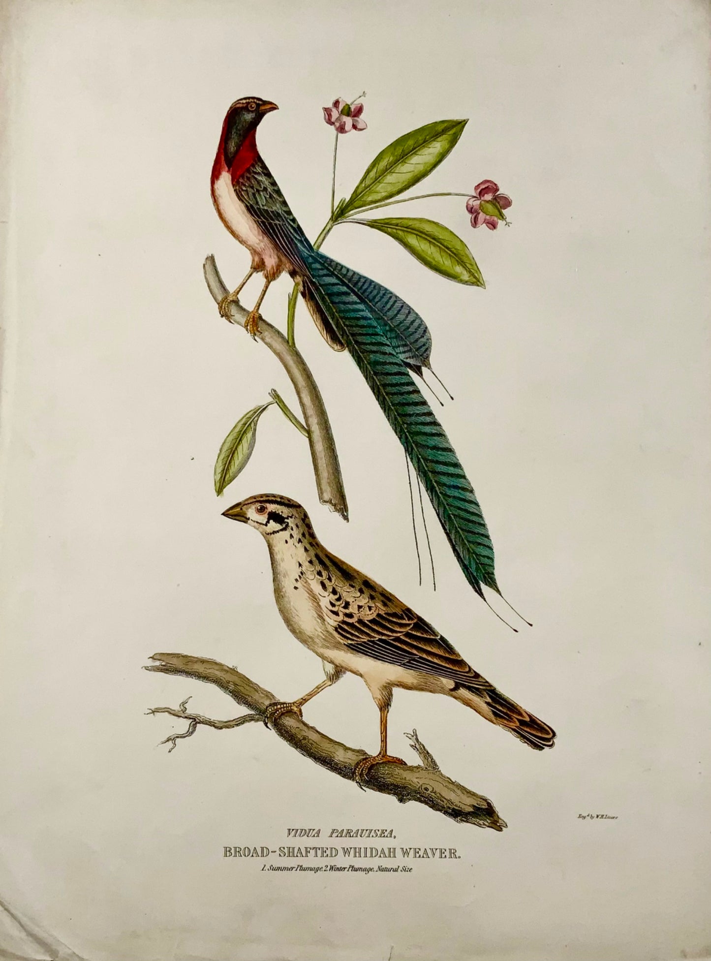 1846 Whidah Weaver, ornithology, Cpt. Brown, hand coloured, large folio (36cm)