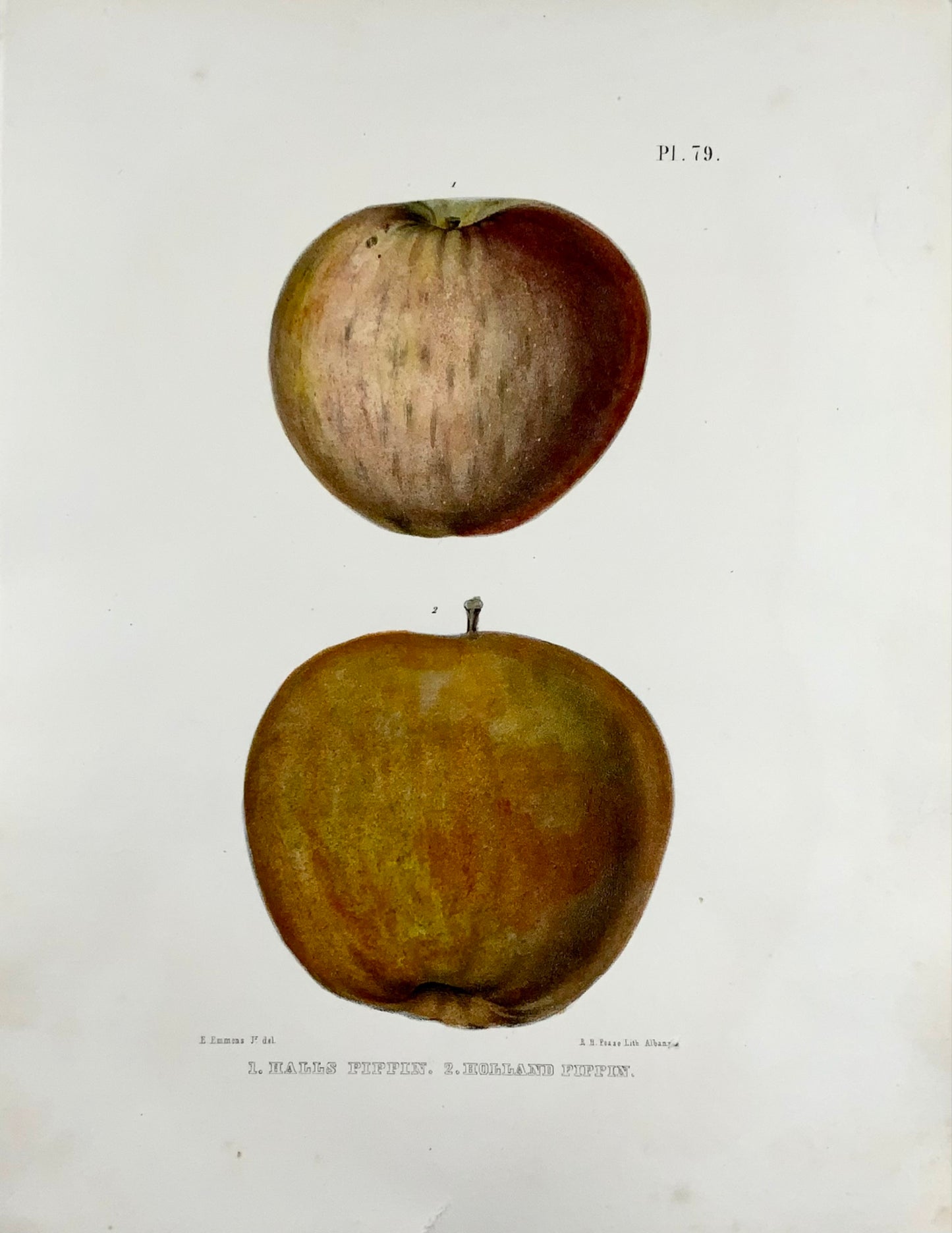 1830 c Pease lith; Emmons - Fruit: Apple Pippin - hand coloured stone lithograph - Botany