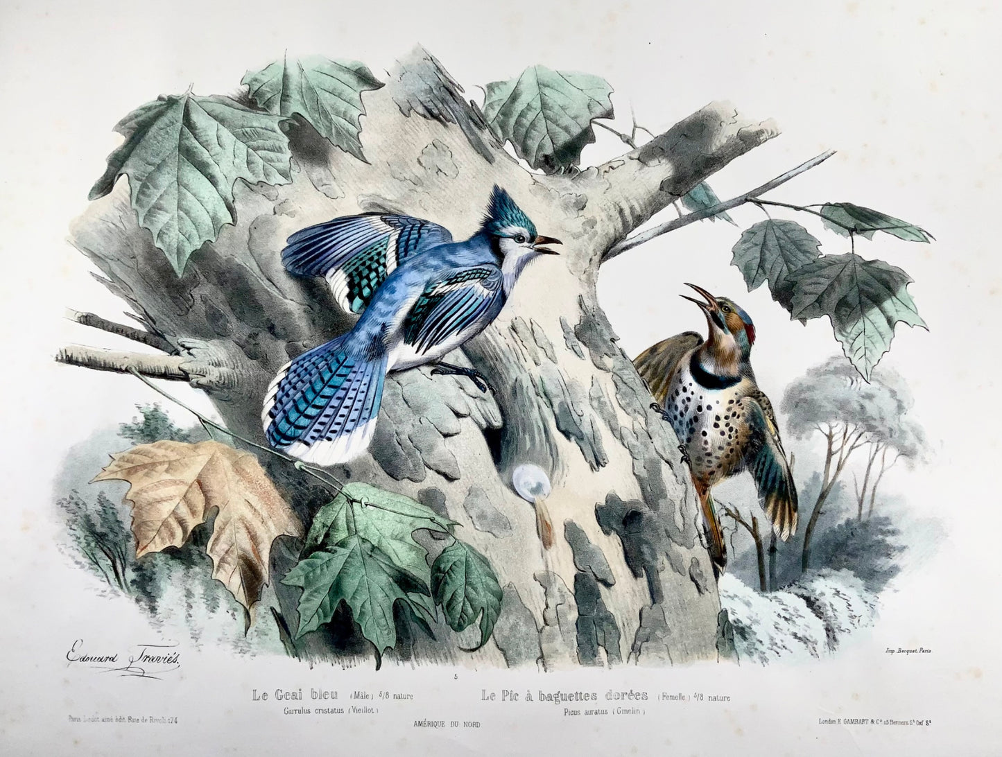 1857 Ed Travies [b1809] 45 x 62cm, Le Geai bleu, Le pic, ornithology