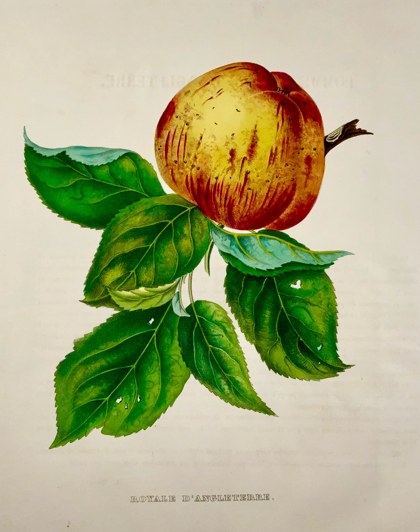 1853 A. Bivot; Pomologie, Pomme Royale Anglaise, Fruit, 35cm fine couleur main