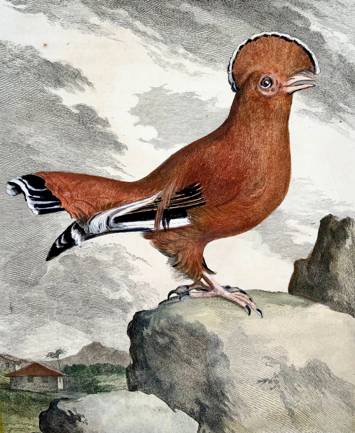 1779 de Sève - COQ de l'Oiseau du ROCHE - Ornithologie - Gravure in-4 grande édition