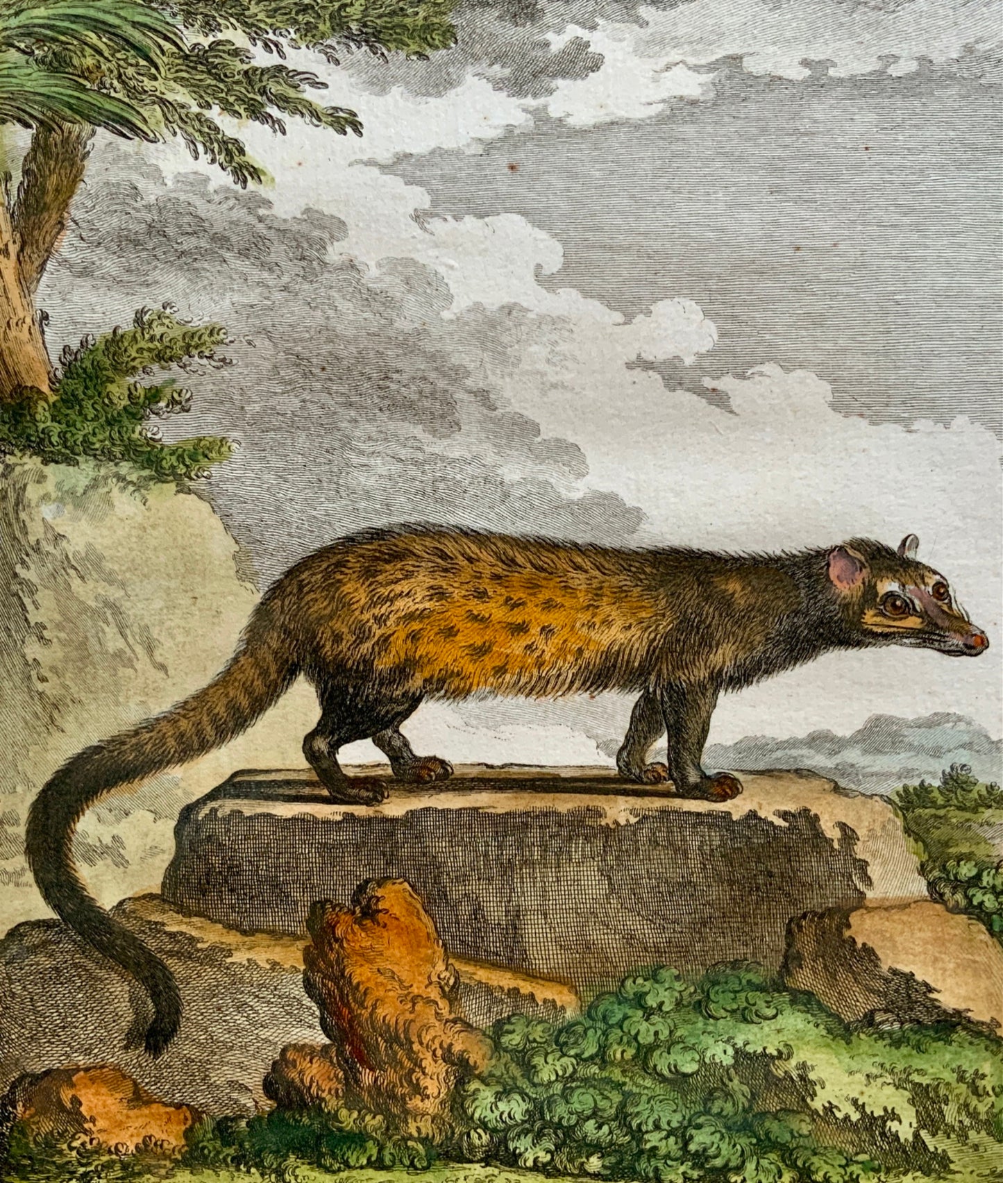 1779 Haussard; J. de Seve - French GENET - Mammal - 4to engraving