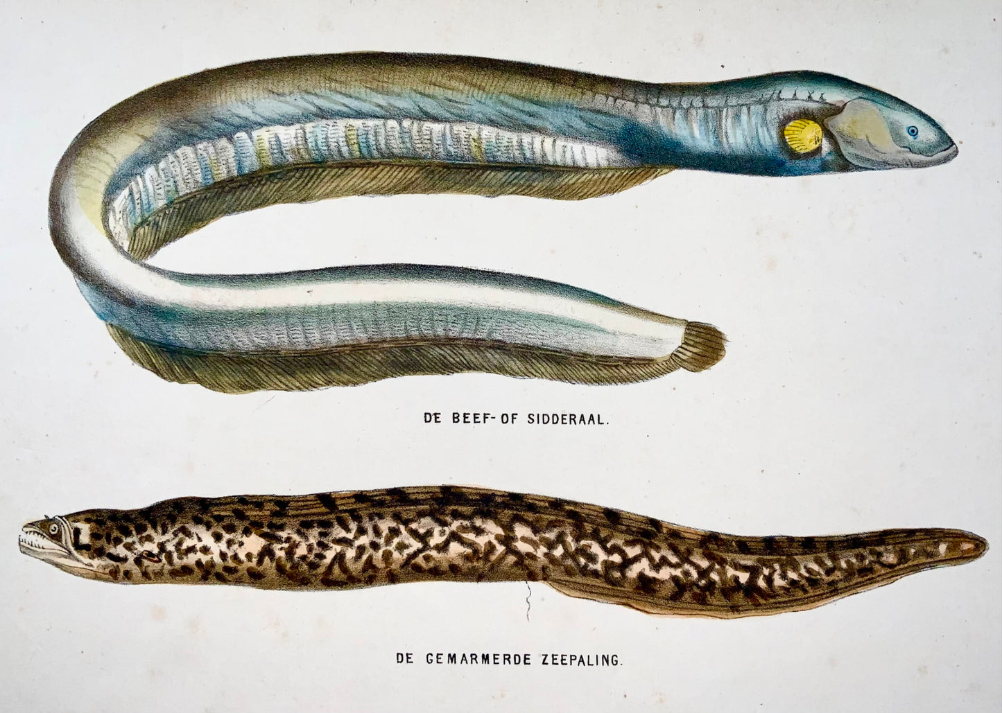 1864 Electric eel, Conger, fish, quarto hand colored stone lithograph