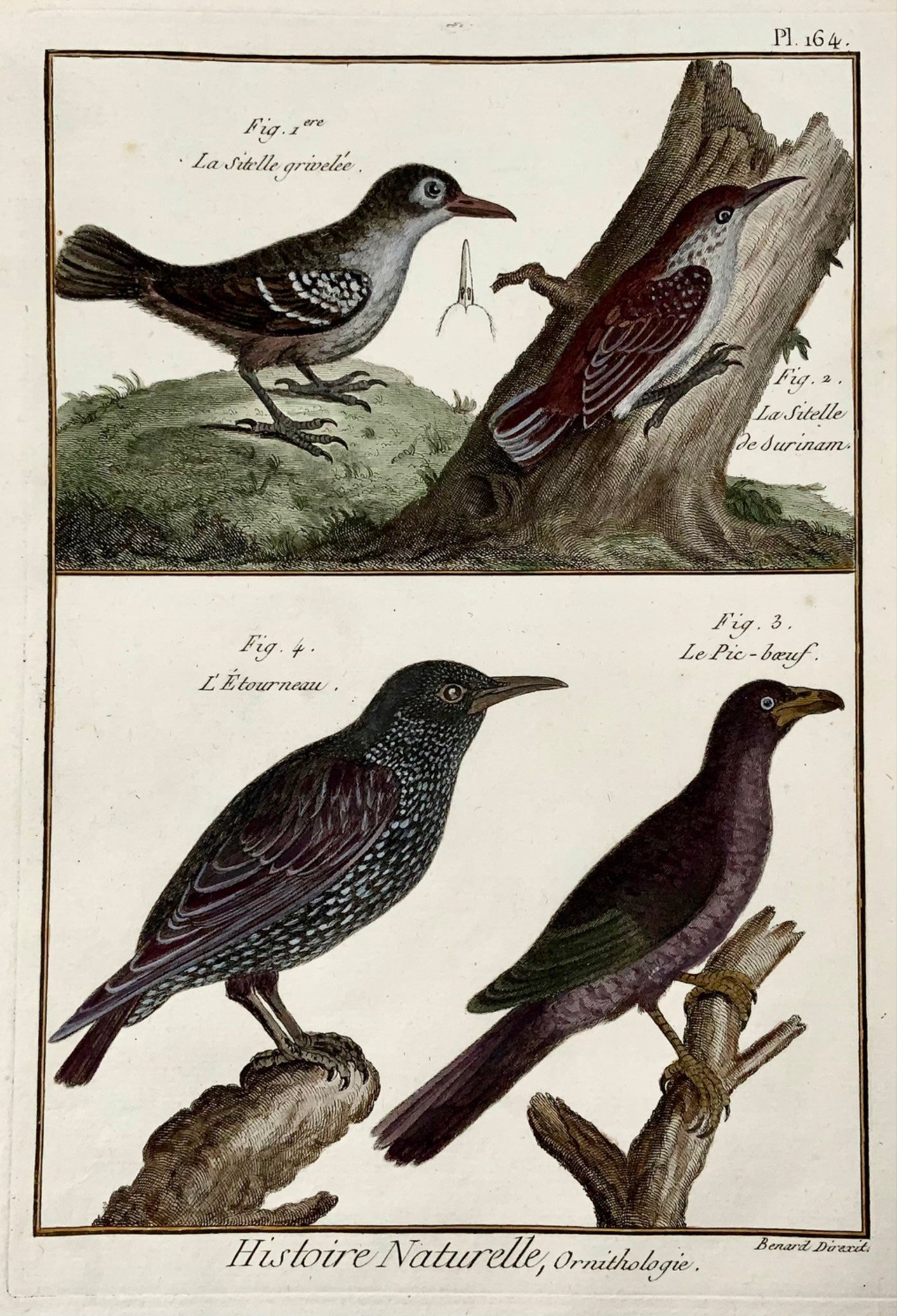 1789 Étourneau sansonnet, sittelle, Benard sc. in-quarto, couleur à la main, gravure, ornithologie