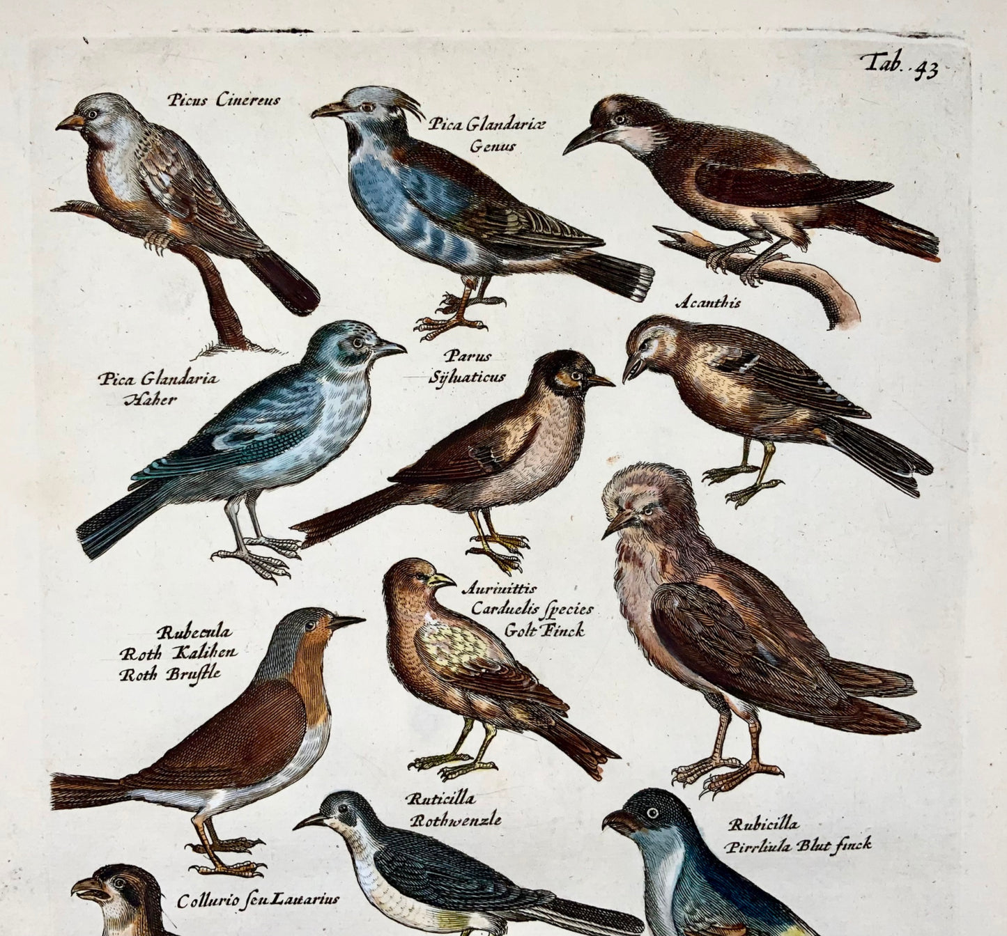 1657 Magpie, finch, tits, ornithology, Matt. Merian, folio, hand coloured