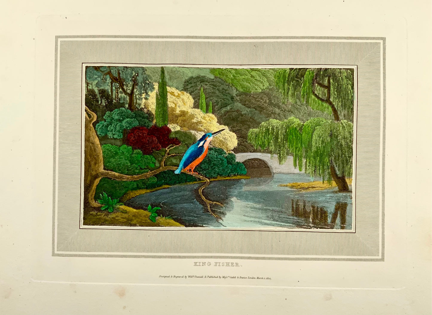 1807 William Daniell, Martin-pêcheur, ornithologie, aquatinte coloriée à la main