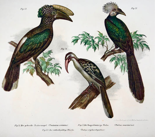 1860 Calao, Tockus, Fitzinger, lithographie couleur, finition main, ornithologie