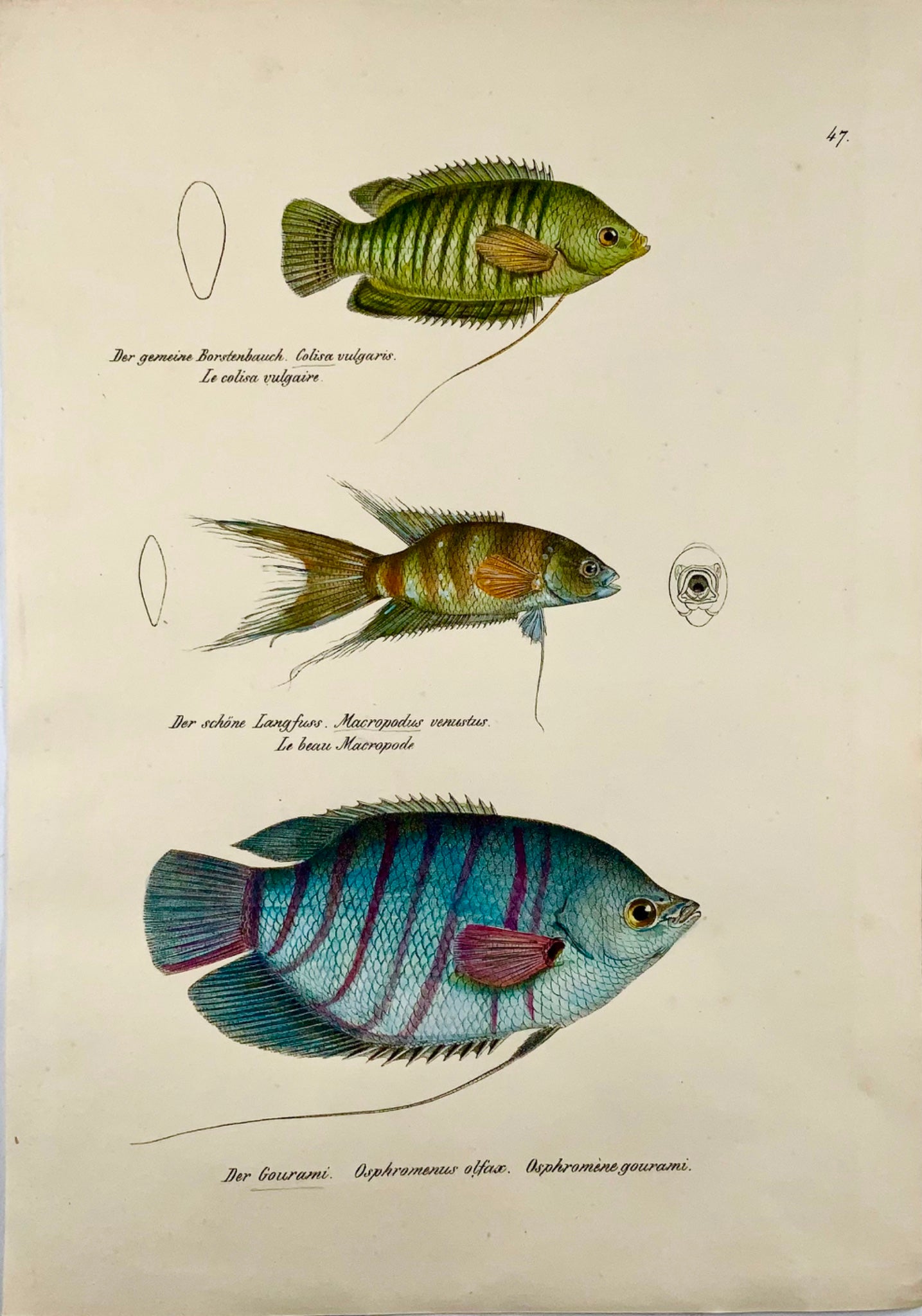 1833 Gourami, labyrinthe, poissons d'aquarium, H Schinz, folio, lithographie coloriée