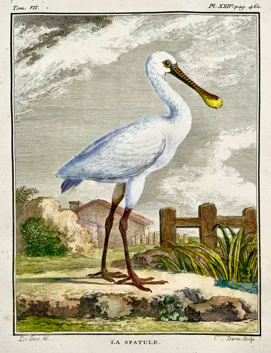 1779 de Seve - SPOONBILL Bird - Ornithologie - Gravure in-4 to Large Edn
