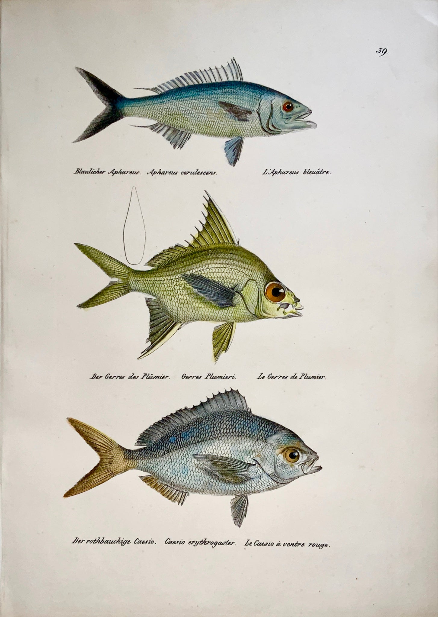 1833 H. Schinz (1777-1861) CAESIO FISH Gerres Aphareus Handcol. stone lithograph