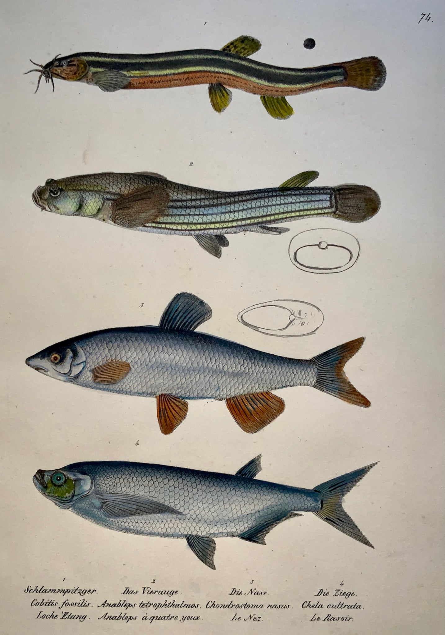 1833 H. Schinz (1777-1861) Loach Nase 4-eyed Fish - Hand colour stone lithograph