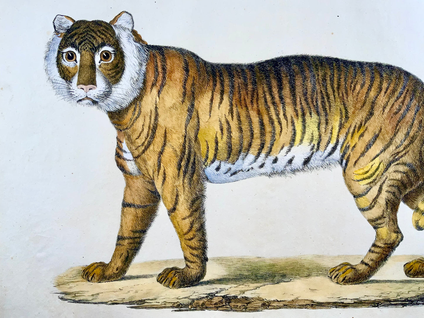 1816 Tigre du Bengale, Imp. Folio 'Incunables de Lithographie' Couleur à la Main - Mammifère