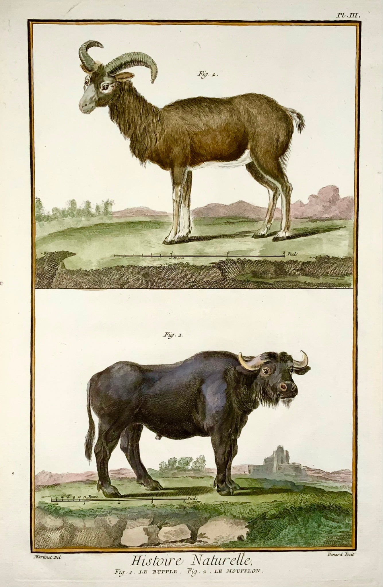 1751 Martinet, Bat, Buffalo, Moufflon, hand coloured, large folio, 39 cm