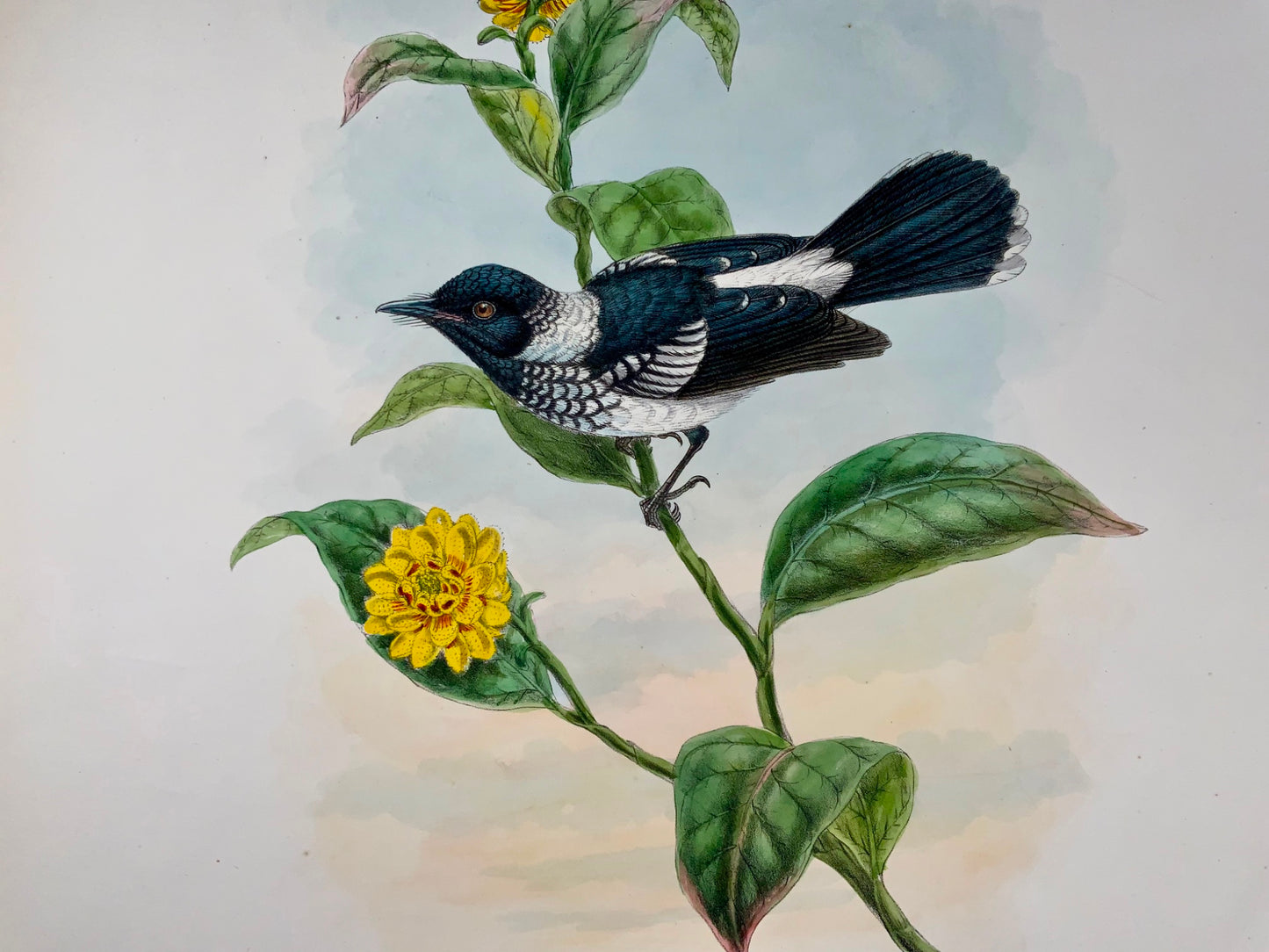 1888 Pied Flycatcher, John Gould (b1804), magnifique lithographie coloriée à la main, ornithologie 