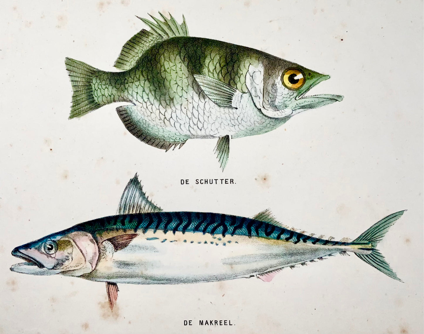 1864 Poisson perroquet, maquereau, lithographie sur pierre colorée à la main quarto