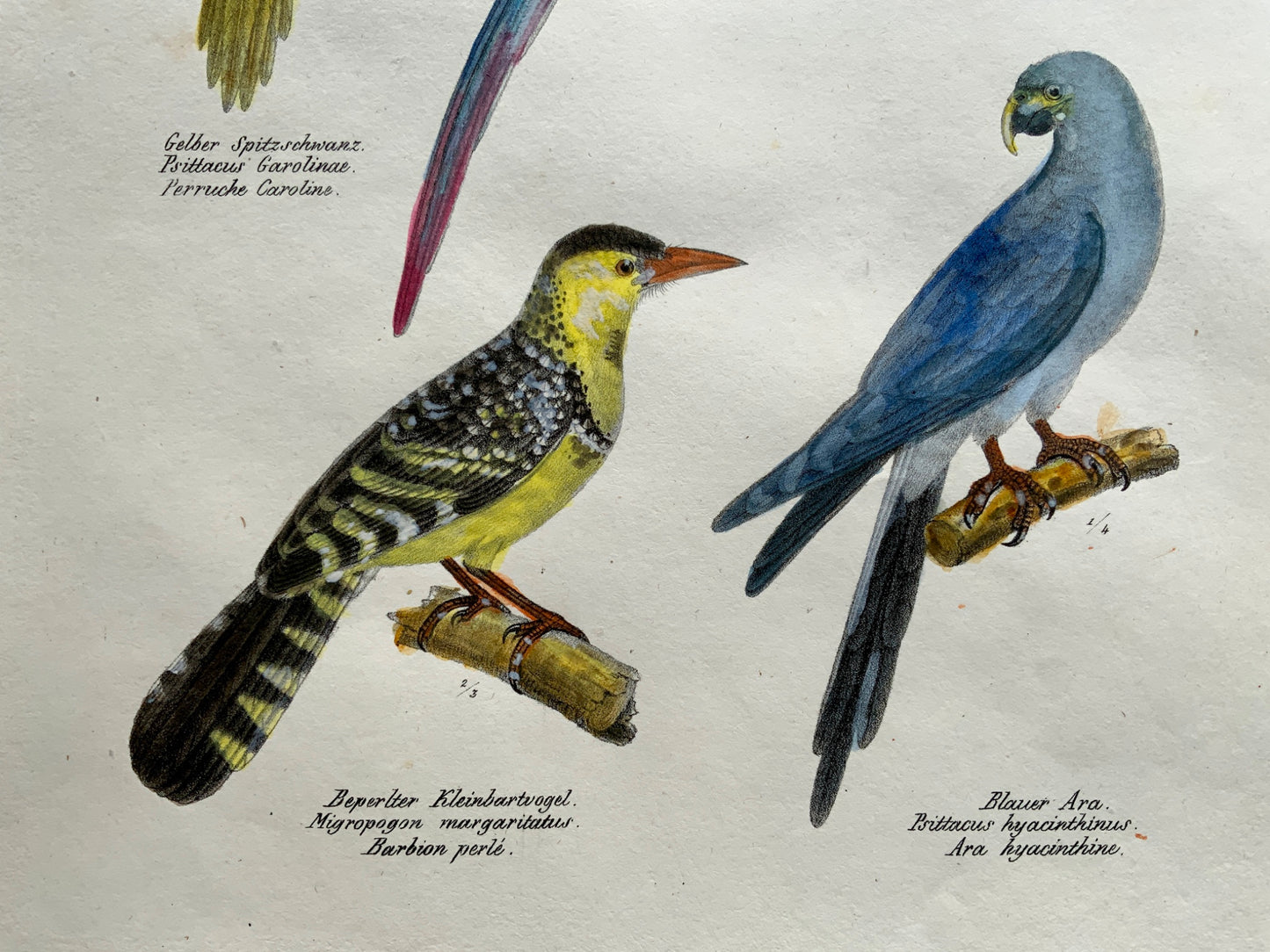 1830 PARROTS Ara Macaw Ornithology - Brodtmann hand coloured FOLIO lithograph