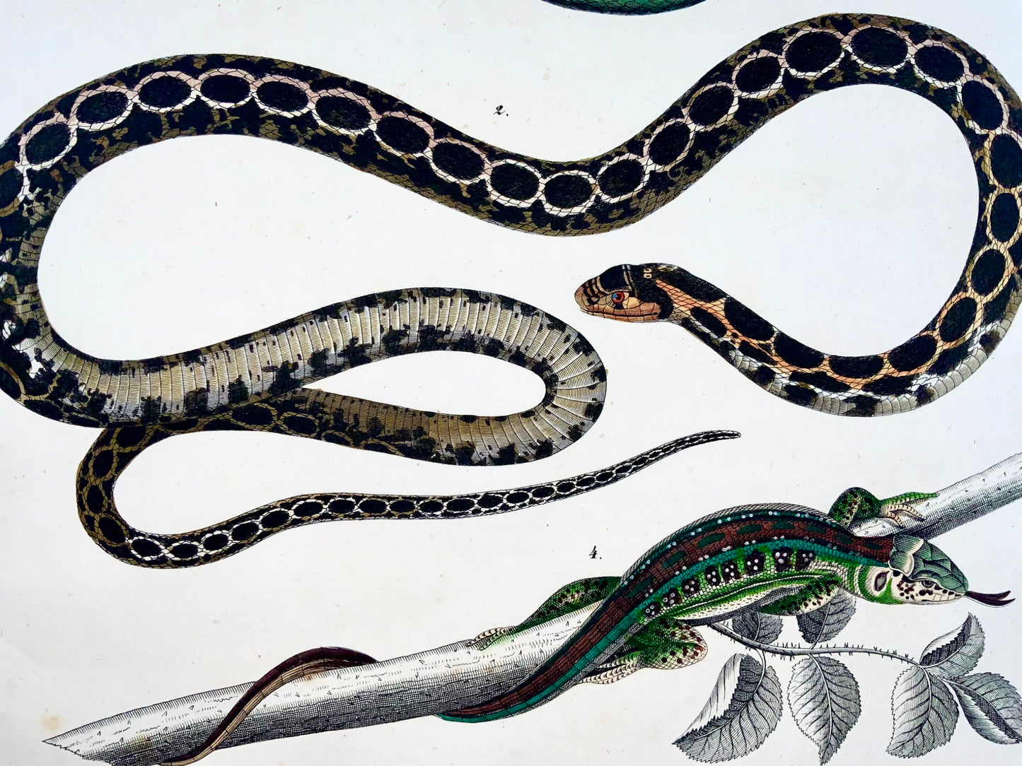 1831 SERPENTS Skinks - Grand Folio - gravure colorée à la main pour Oken - Reptiles