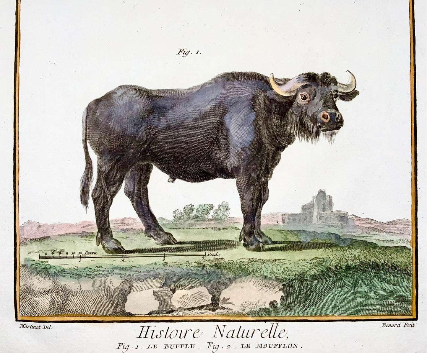 1751 Martinet, Bat, Buffalo, Moufflon, hand coloured, large folio, 39 cm