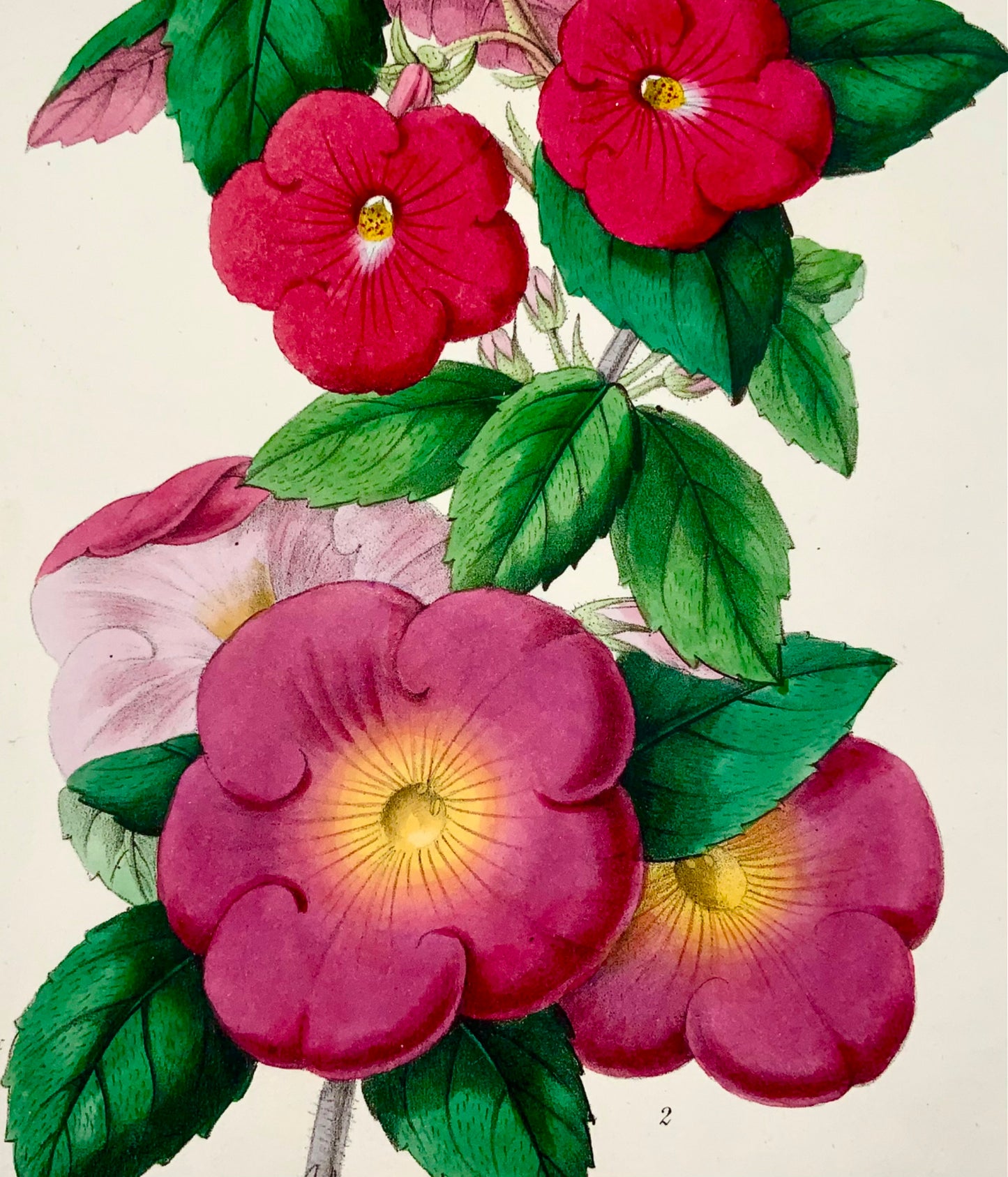 1858 FLEURS MAGIQUES ; James Andrews - Couleur de main exquise - En tant que tel RARE - Botanique