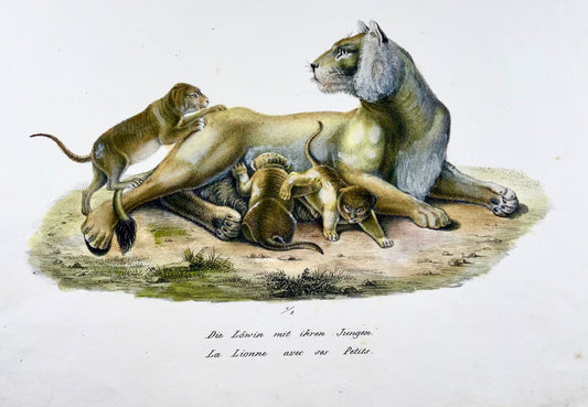 1824 Lionne avec petits - Lithographie FOLIO colorée à la main de KJ Brodtmann - Mammifères
