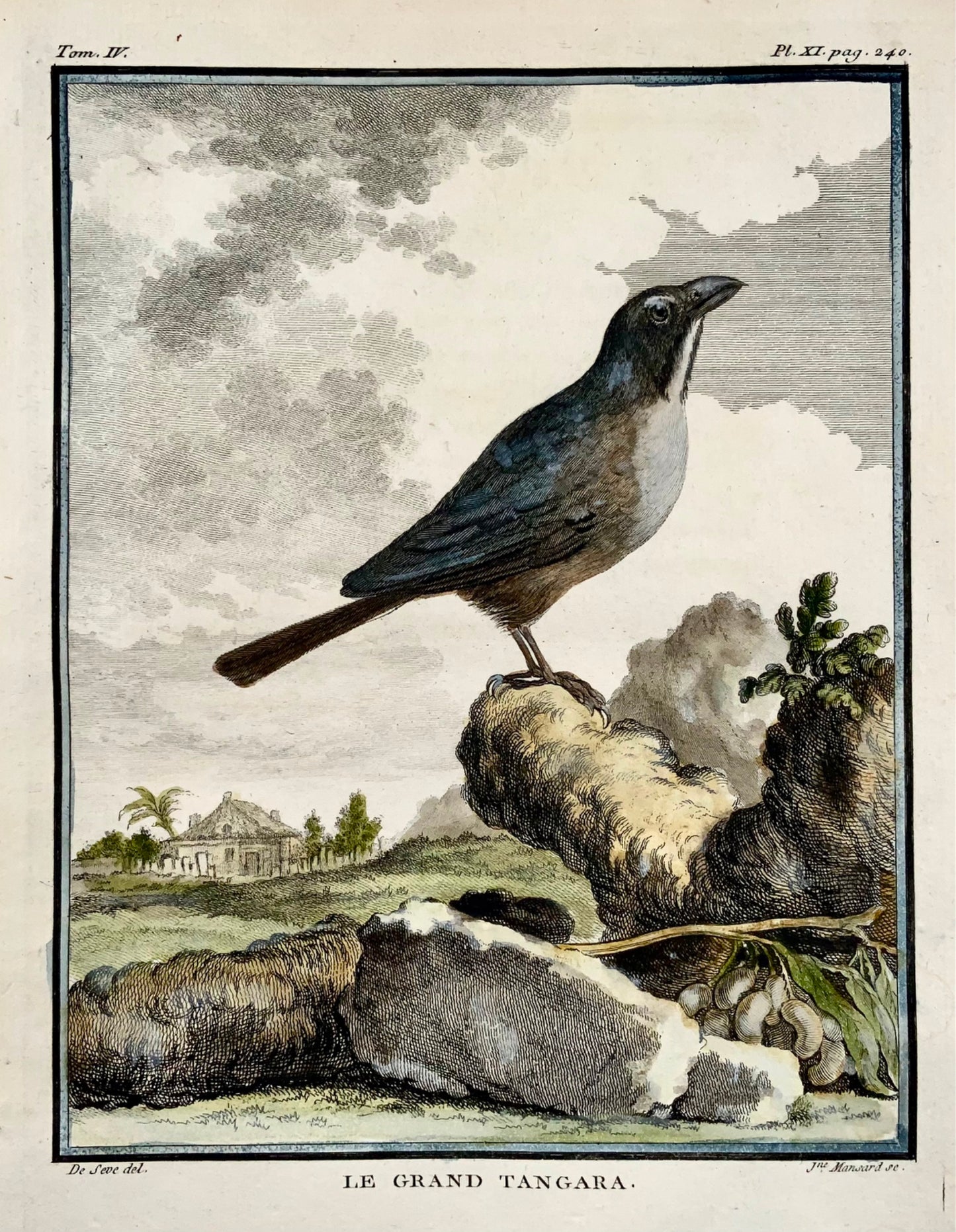 1779 de Sève - TANGARA - Ornithologie - Gravure in-4 grande édition