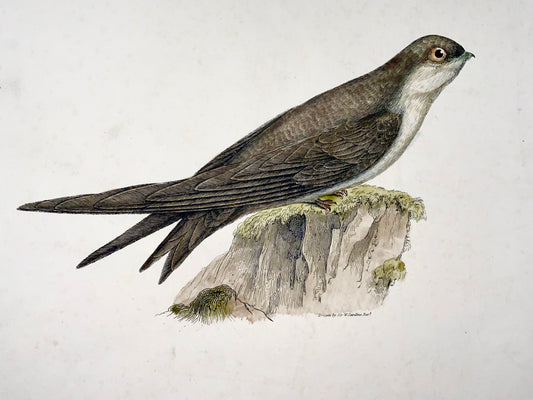 1846 MADEIRA SWIFT Ornithologie - Grand Folio coloré à la main (36cm)