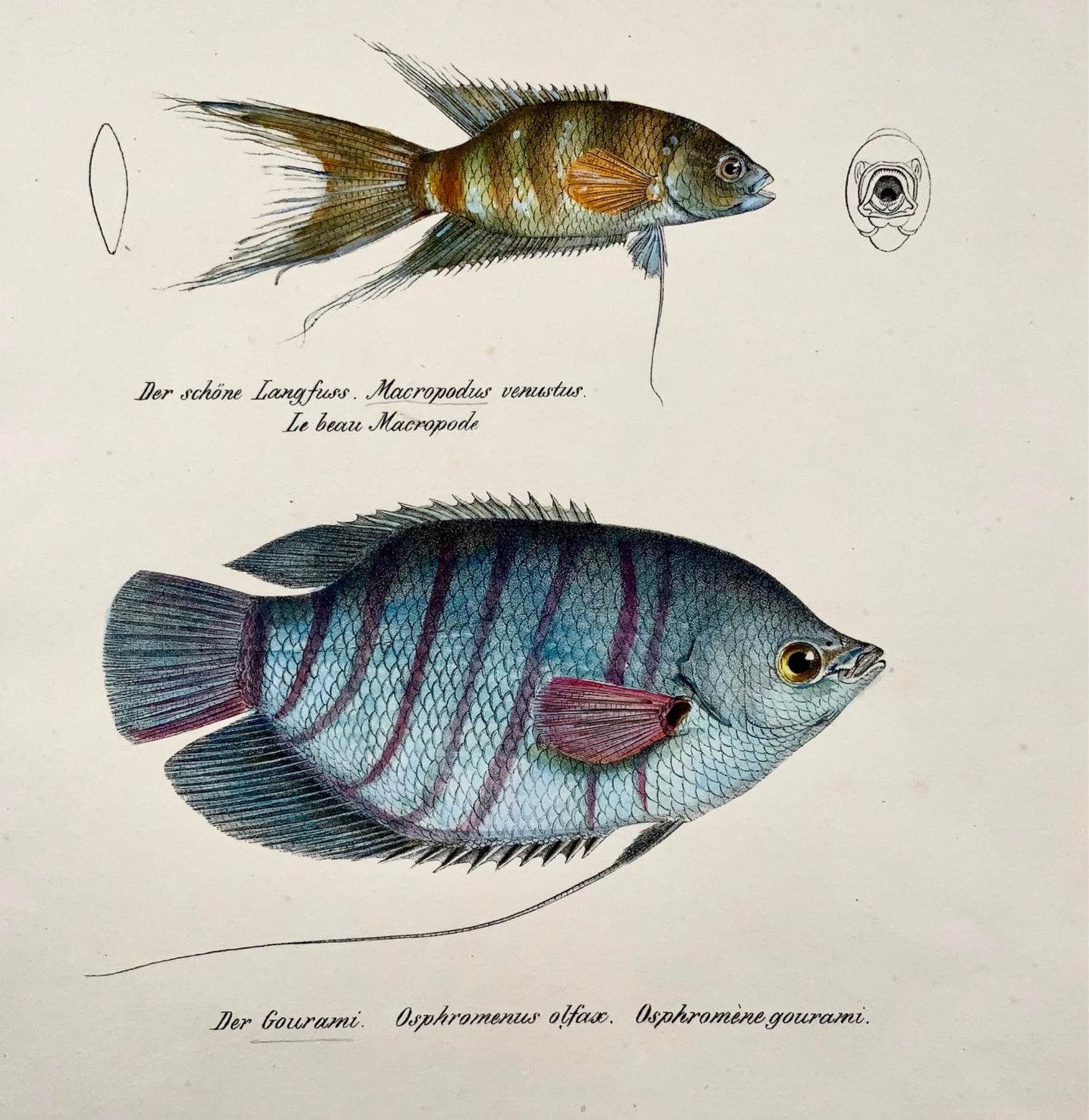 1833 Gourami, labyrinthe, poissons d'aquarium, H Schinz, folio, lithographie coloriée