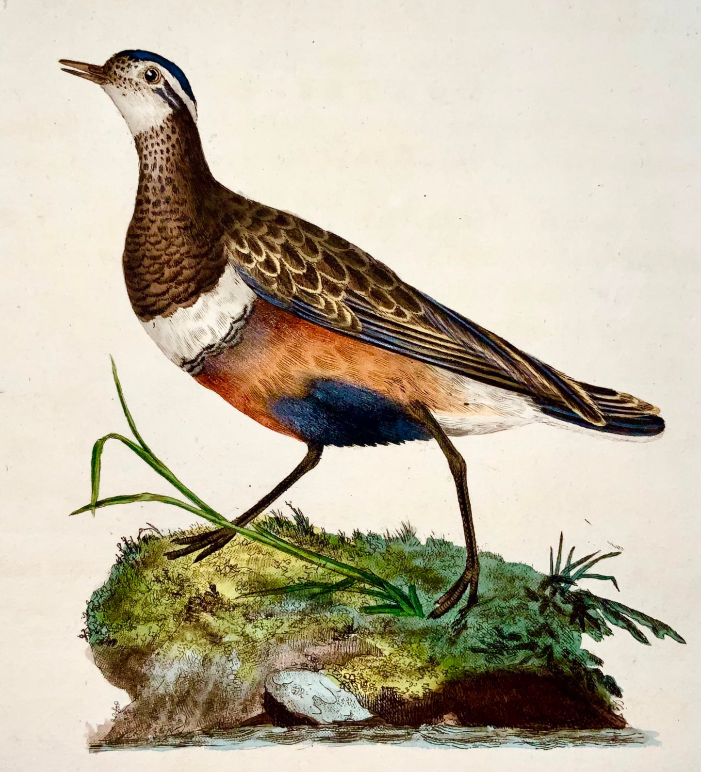 1794 Edward Donovan - DOTTEREL Bird - exquisite hand coloured copper engraving