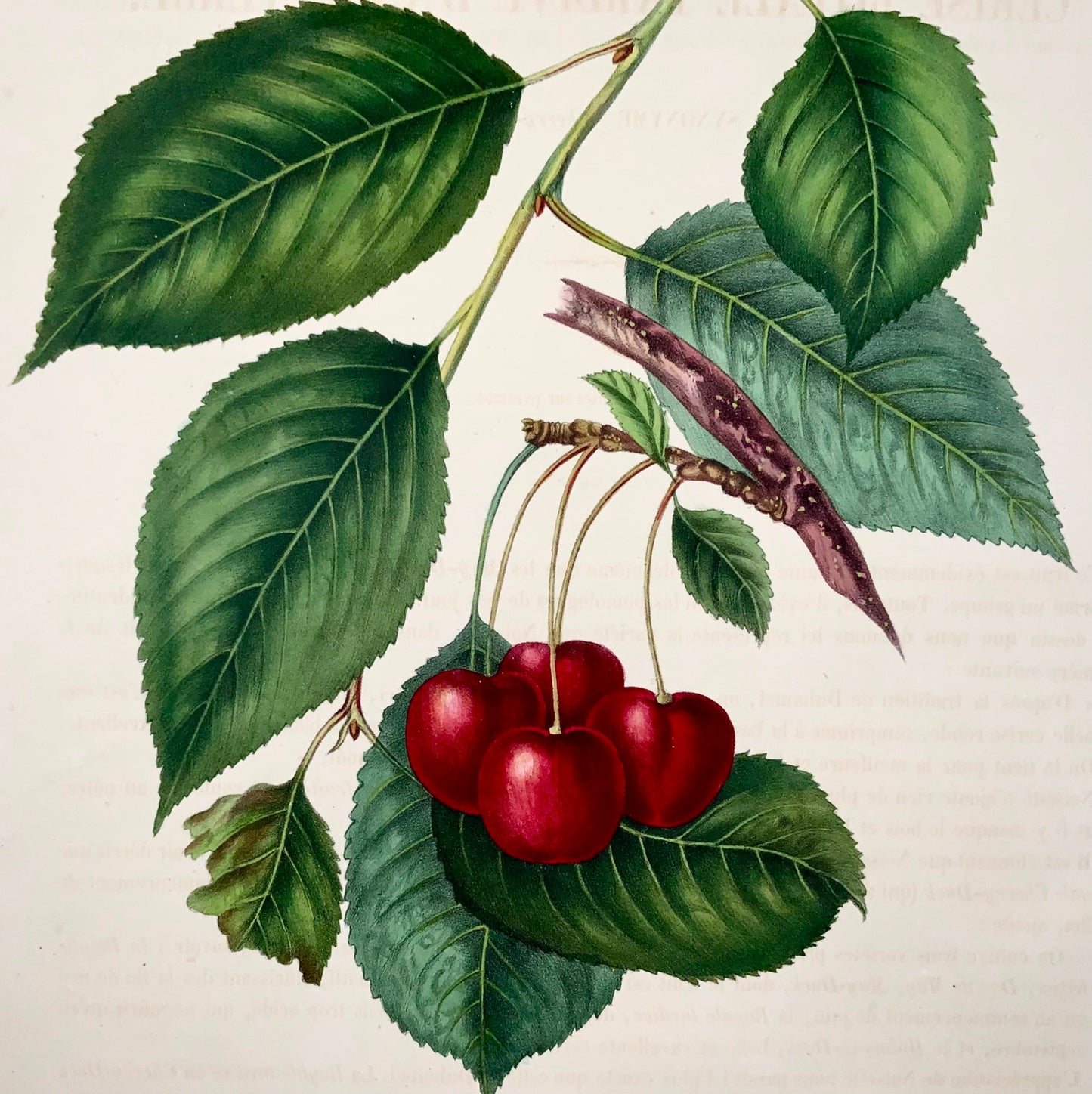 1853 A. Bivot; Pomologie arboricole, Cerises, Fruits, 35cm couleur fine main