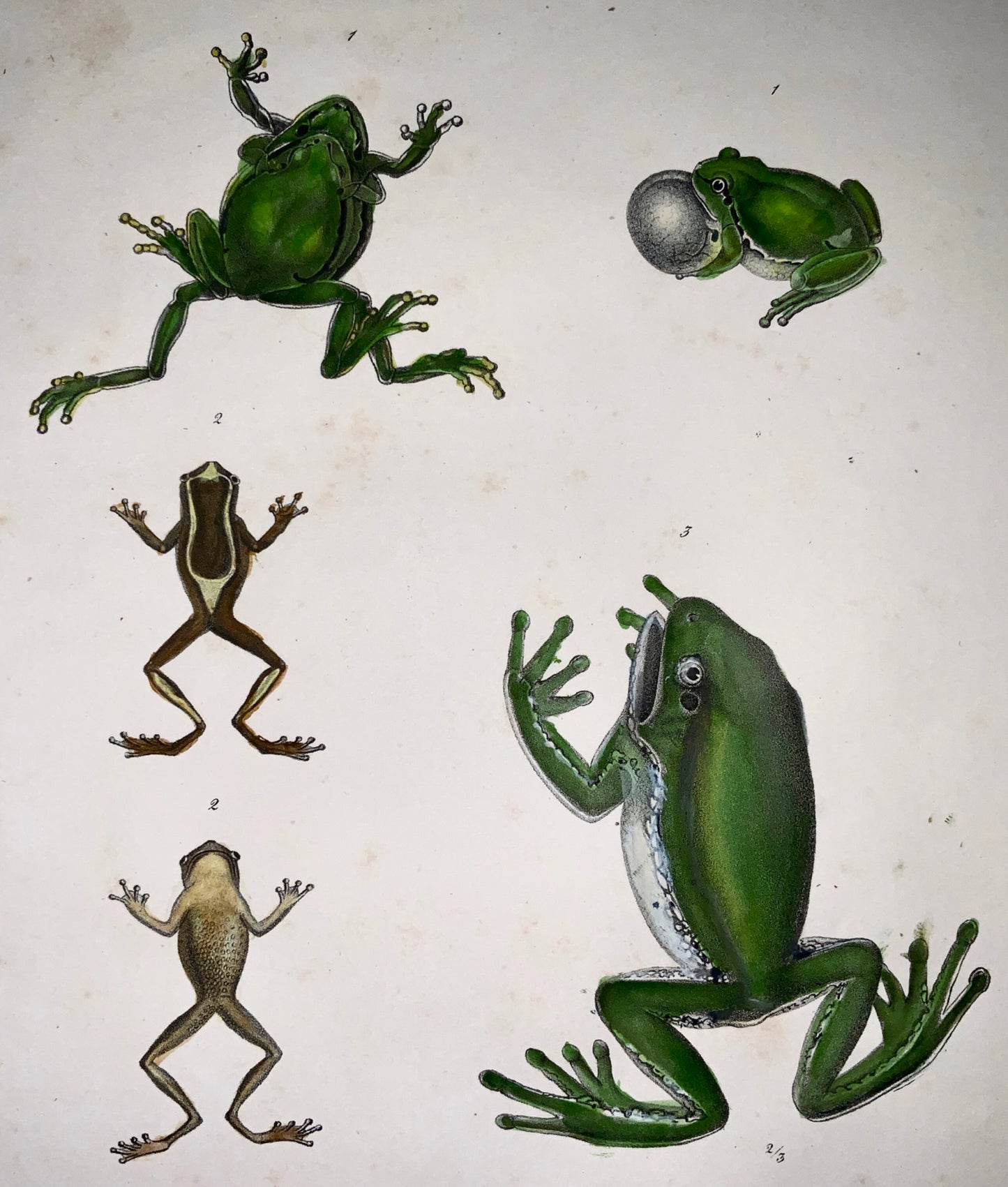 1833 H.R. Schinz (b1777) TREE FROGS - Handcoloured stone lithograph - Amphibians