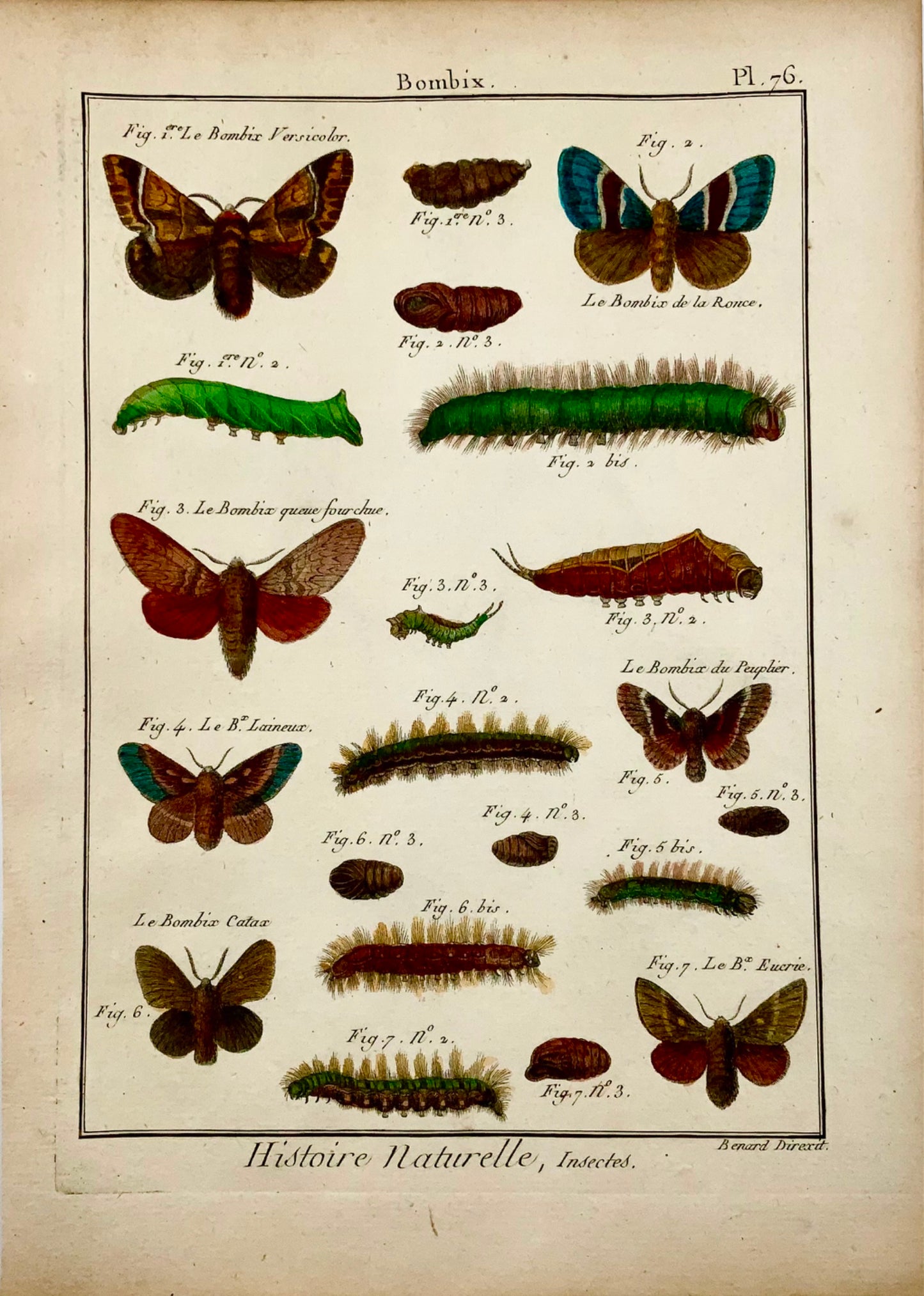 1794 Latreille; Handcol quarto copper engraving Butterflies - Bombix