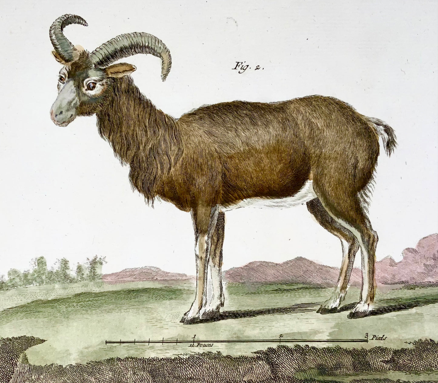 1751 Martinet, Bat, Buffalo, Moufflon, hand coloured, large folio, 39 cm