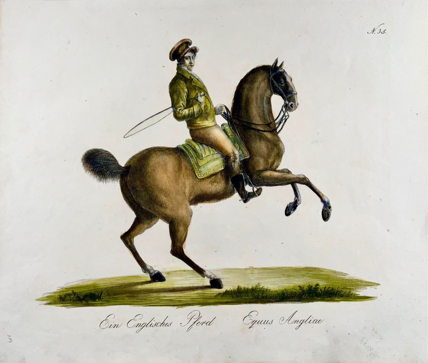 1816 ENGLISH HORSE - Brodtmann - Imp. folio 42.5 cm 'Incunabula of Lithography' - Mammal