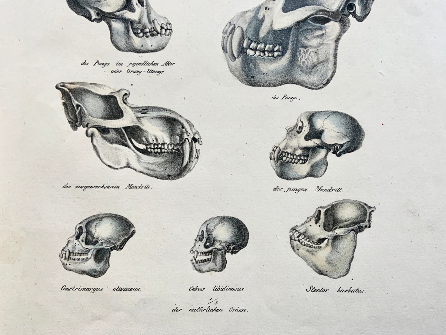 1824 Comparative Skulls - Anatomy - K.J. Brodtmann hand colored FOLIO stone lithograph - Mammals