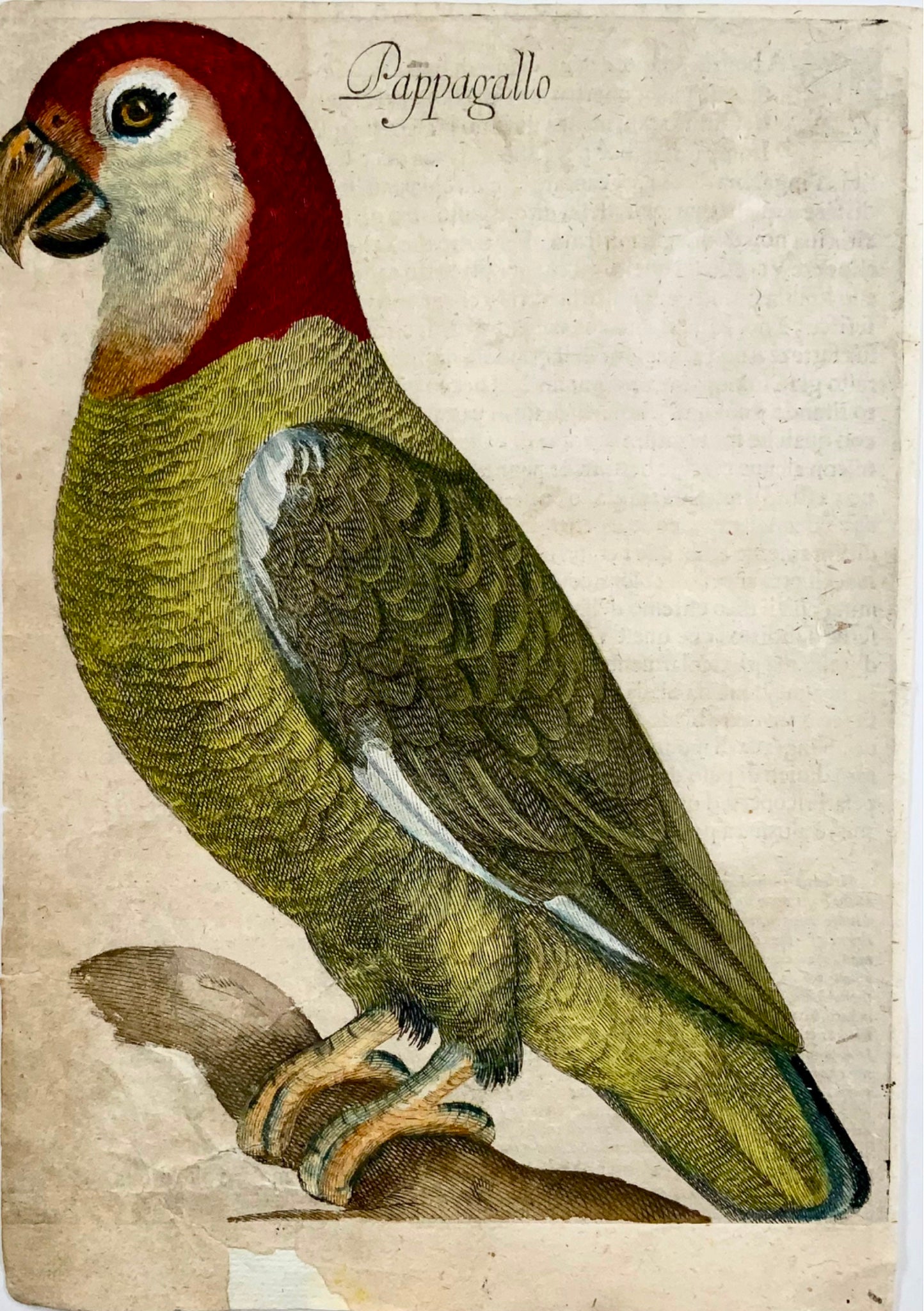 1622 Antonio Tempesta; Le P. Villamena PERROQUET Oiseau - Gravure Maître