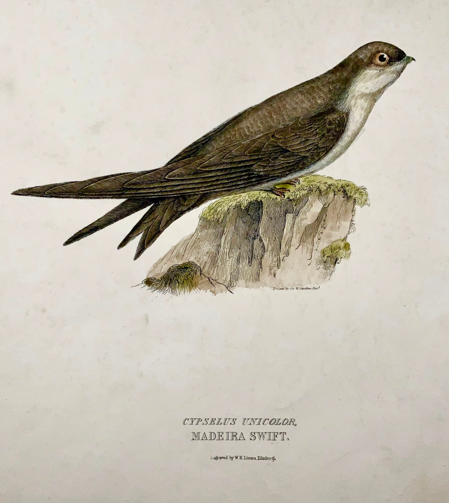 1846 MADEIRA SWIFT Ornithology - Hand coloured Large Folio (36cm)