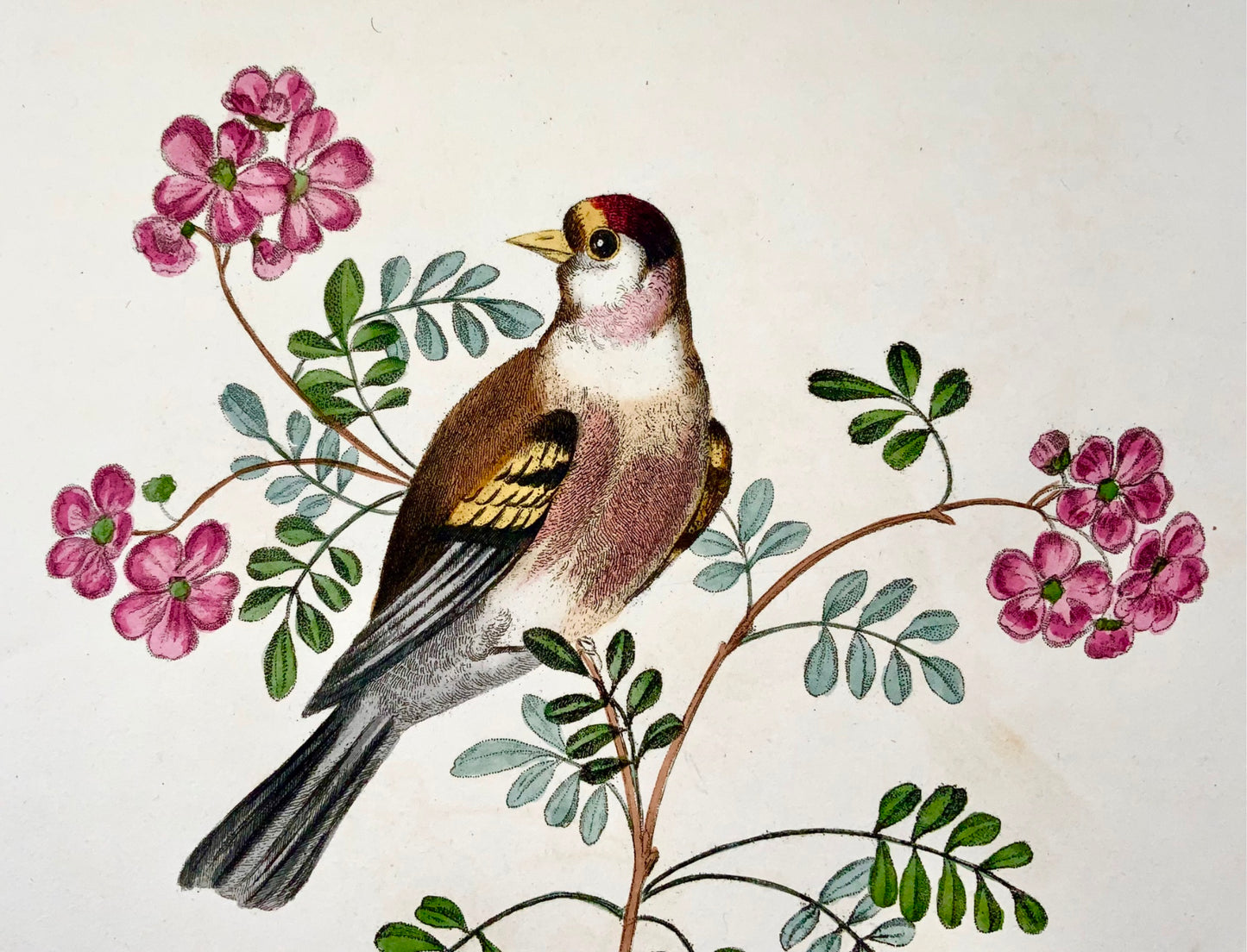 1819 George Brookshaw (b 1751), ornithology, Goldfinch, foliate border