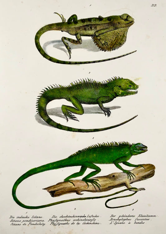1833 HR Schinz (b1777) Lézards dragons SITANA - Lithographie sur pierre colorée à la main - Reptiles