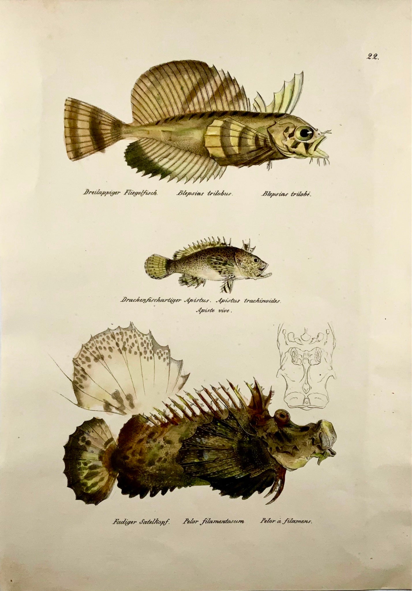 1833 H. Schinz (1777-1861) Scorpionfish Sculpin - Handcol. lithograph