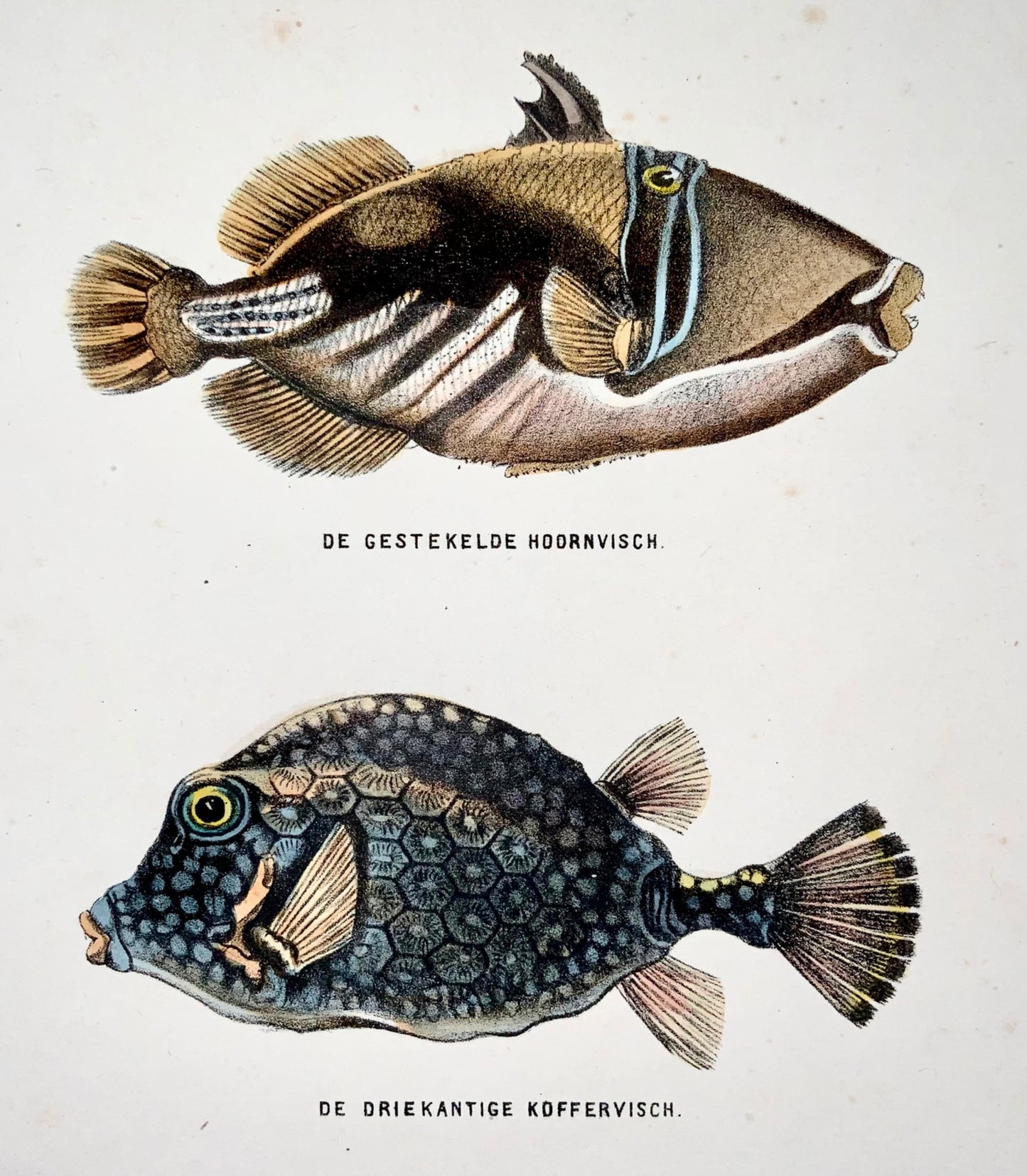 1864 Triggerfish, Bagre, hand colored stone lithograph