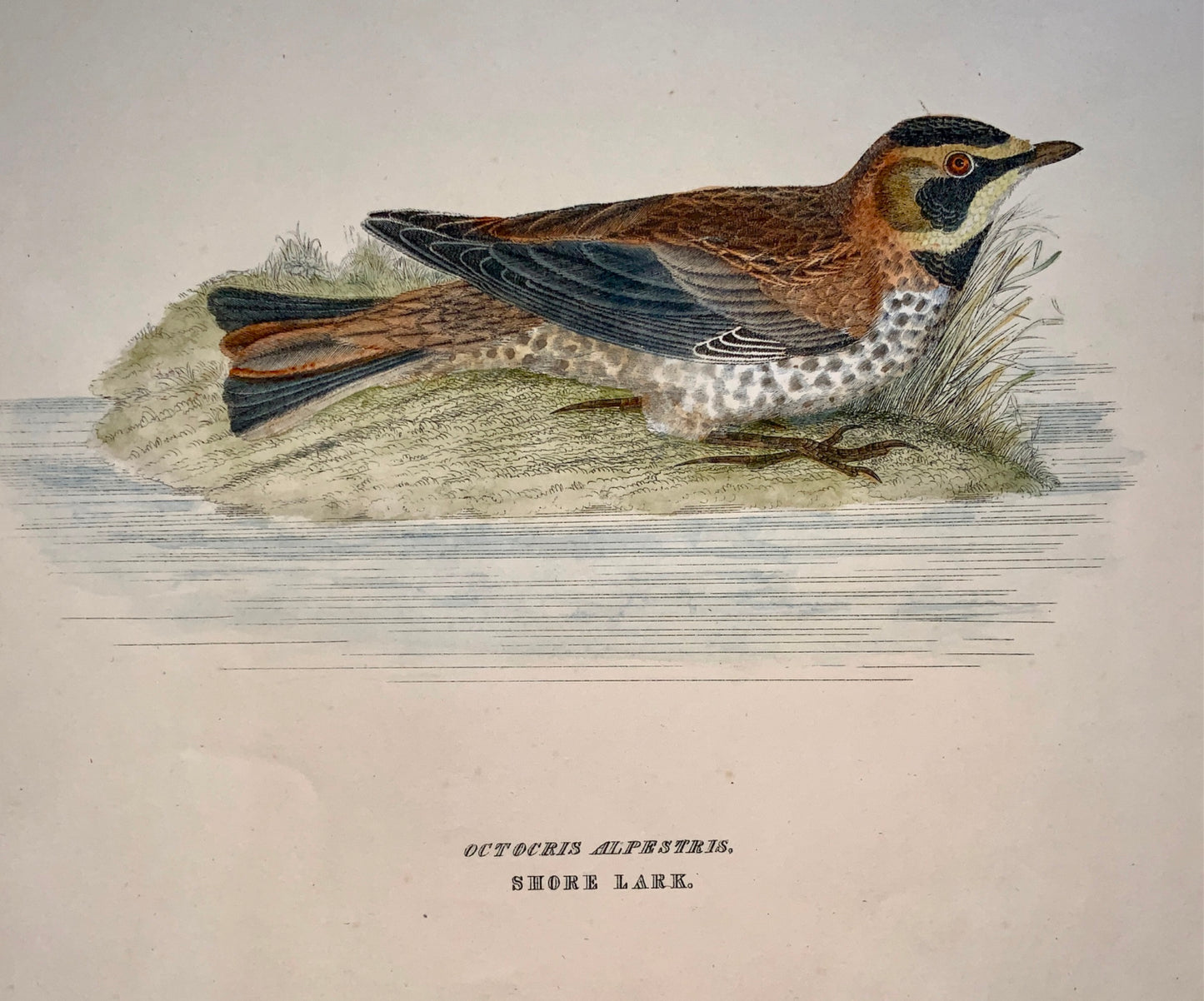 1846 SHORE LARK Ornithology - Brown hand coloured Large Folio (36cm)