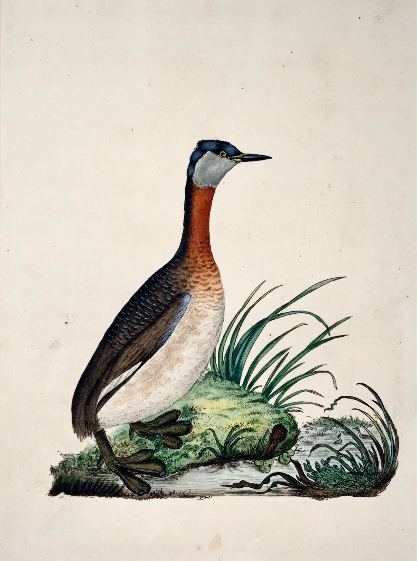 1794 Edward Donovan, Red-Necked Grebe, ornithology, fine hand coloured engraving