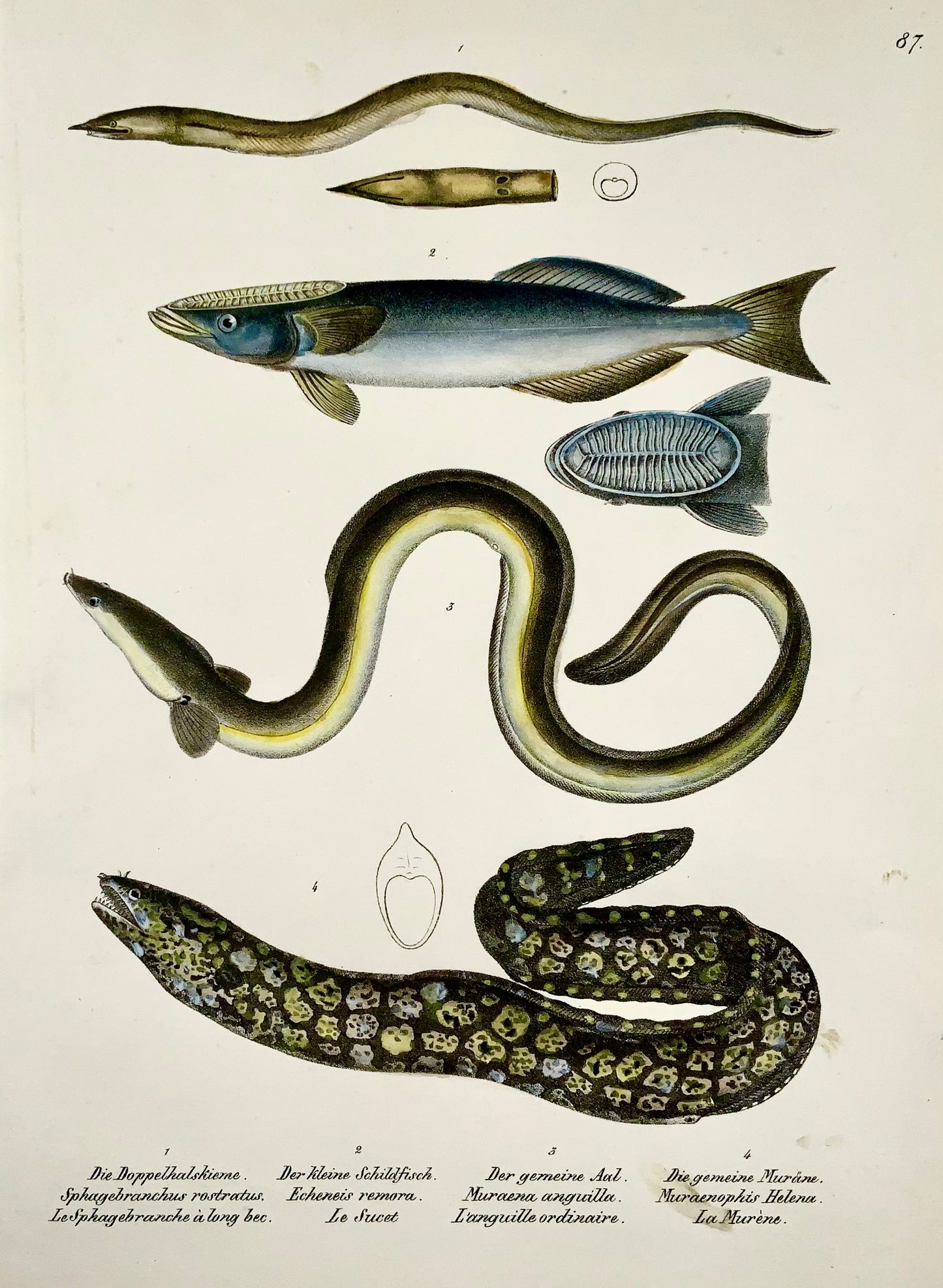1833 H. Schinz (1777-1861) Anguille de Morey, poisson Echeneis, lithographie sur pierre coloriée à la main